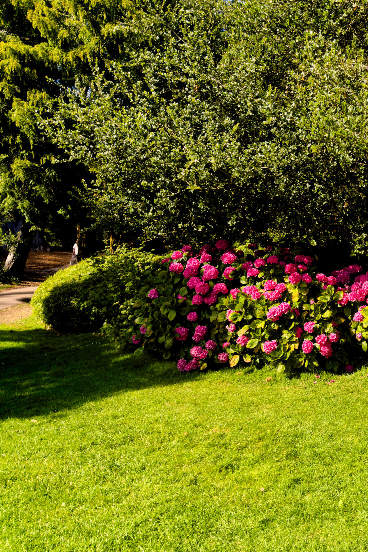 Flowers at Golden Gate Park - San Francisco (2024)
