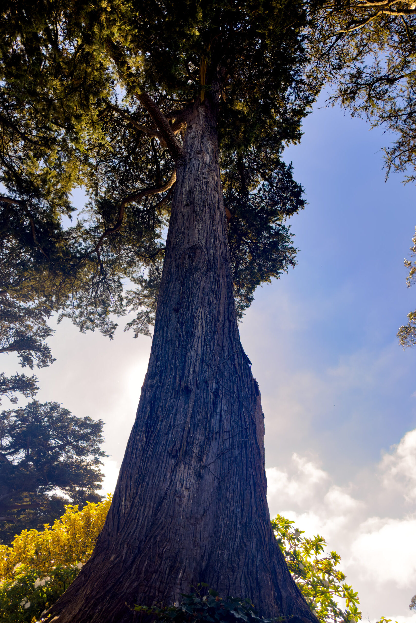 A Tree at Golden Gate Park - San Francisco (2024)