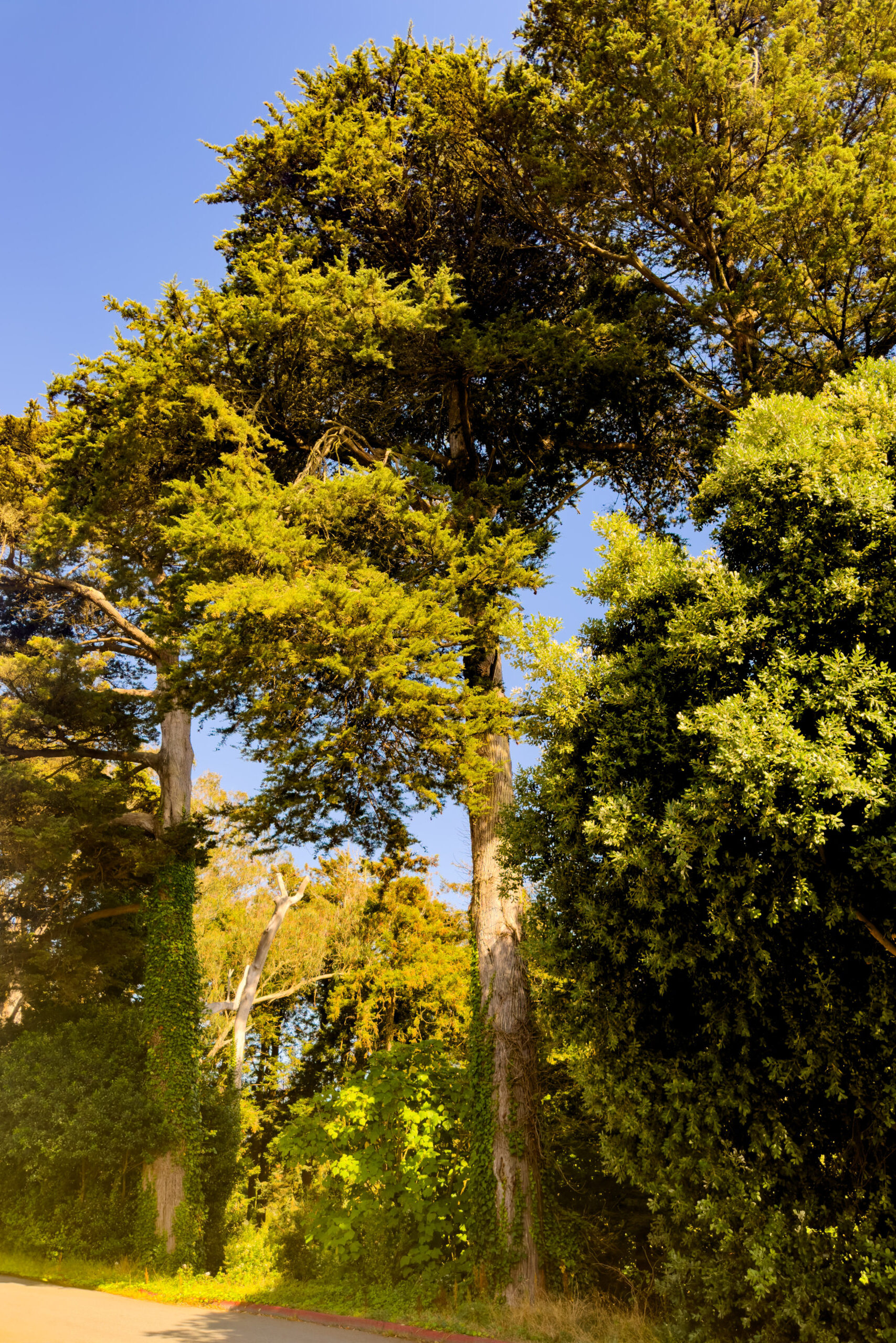 Trees at Golden Gate Park - San Francisco (2024)