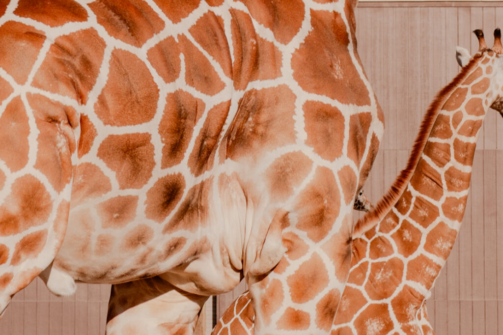 Giraffes (Detail) at Club Westside with Leica Q3 (2026)