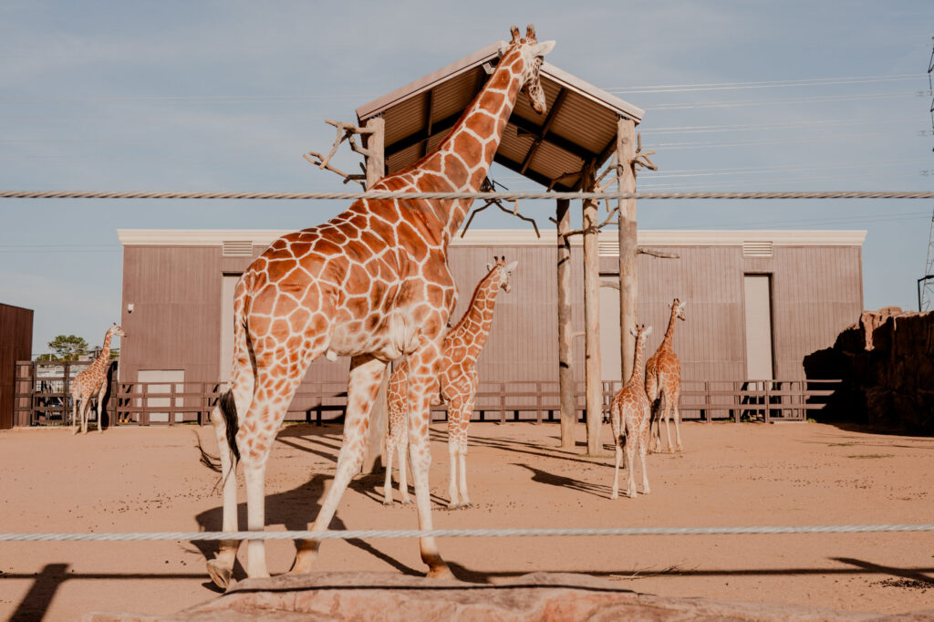 Giraffes at Club Westside with Leica Q3 (2026)