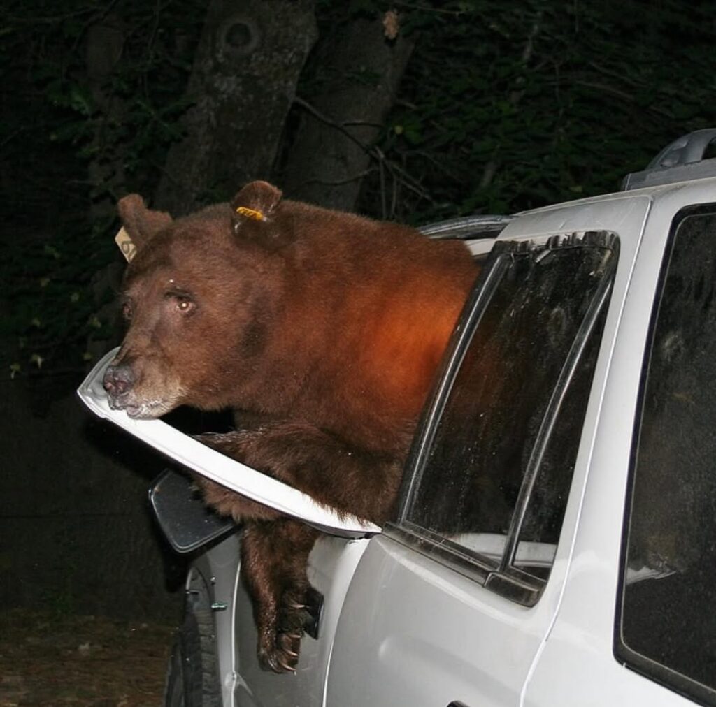 Bear in Car at Yosemite National Park, California