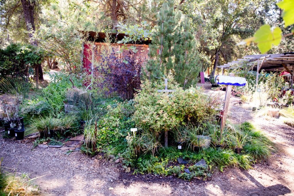 Mountain Sage Coffee in Groveland, California (2024)
