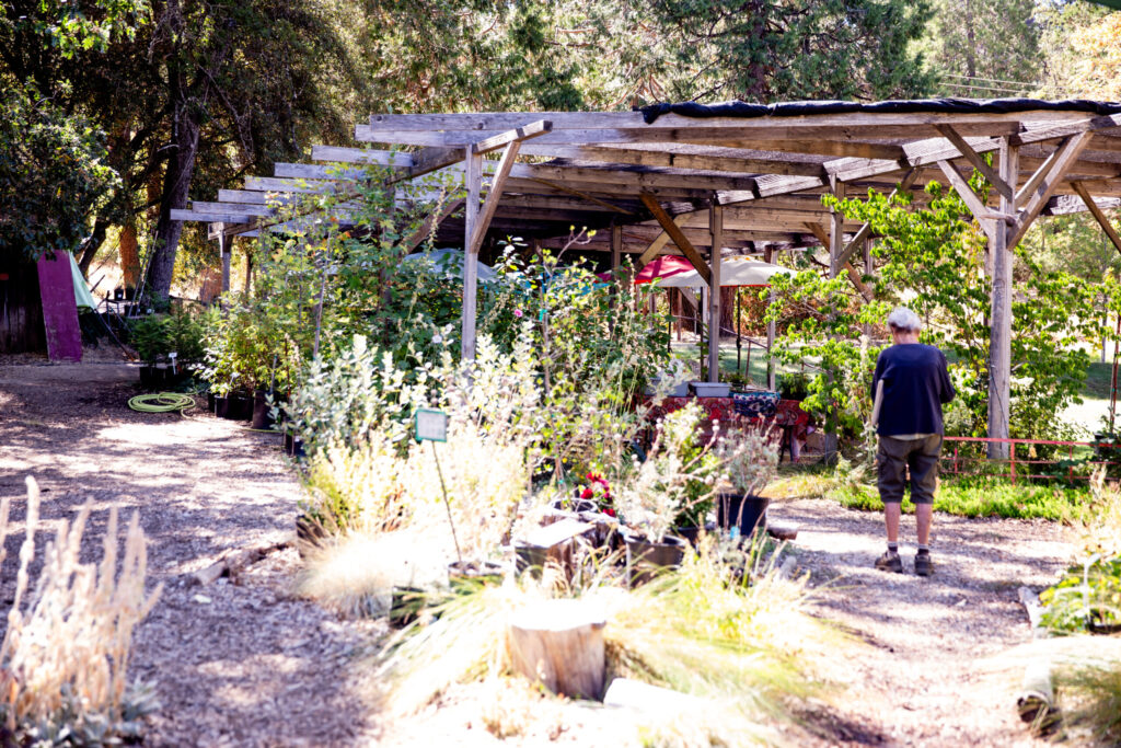 Mountain Sage Coffee in Groveland, California (2024)