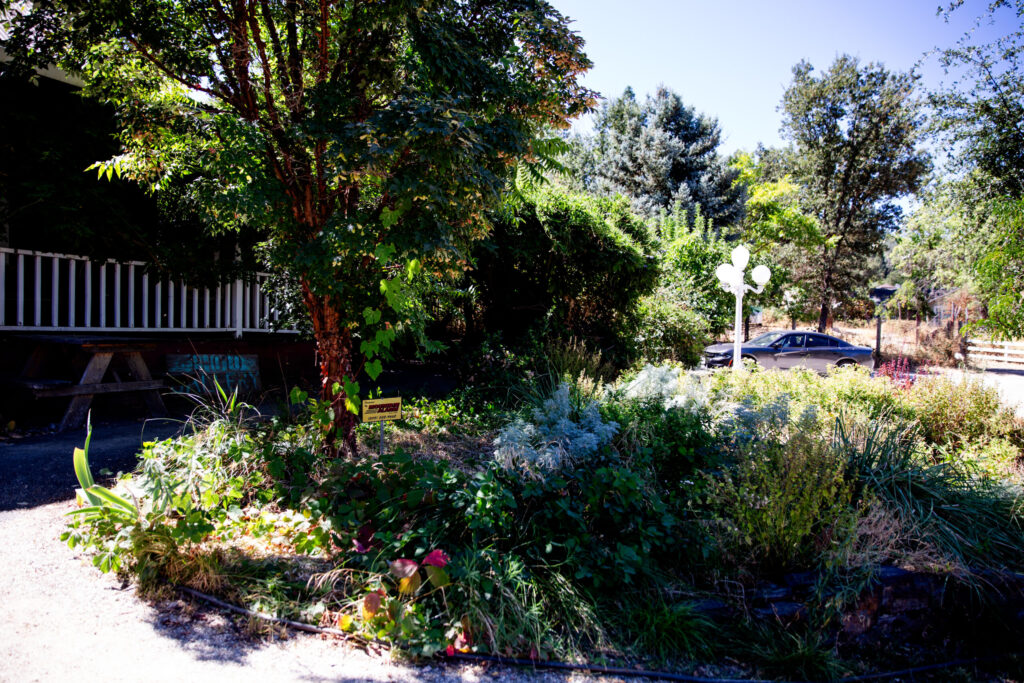Mountain Sage Coffee in Groveland, California (2024)
