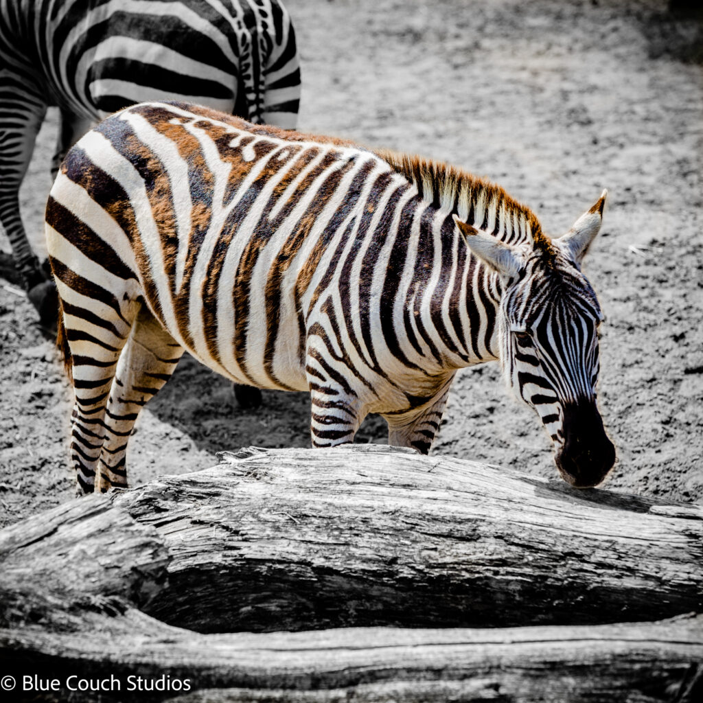 San Francisco Zoo - Zebra
