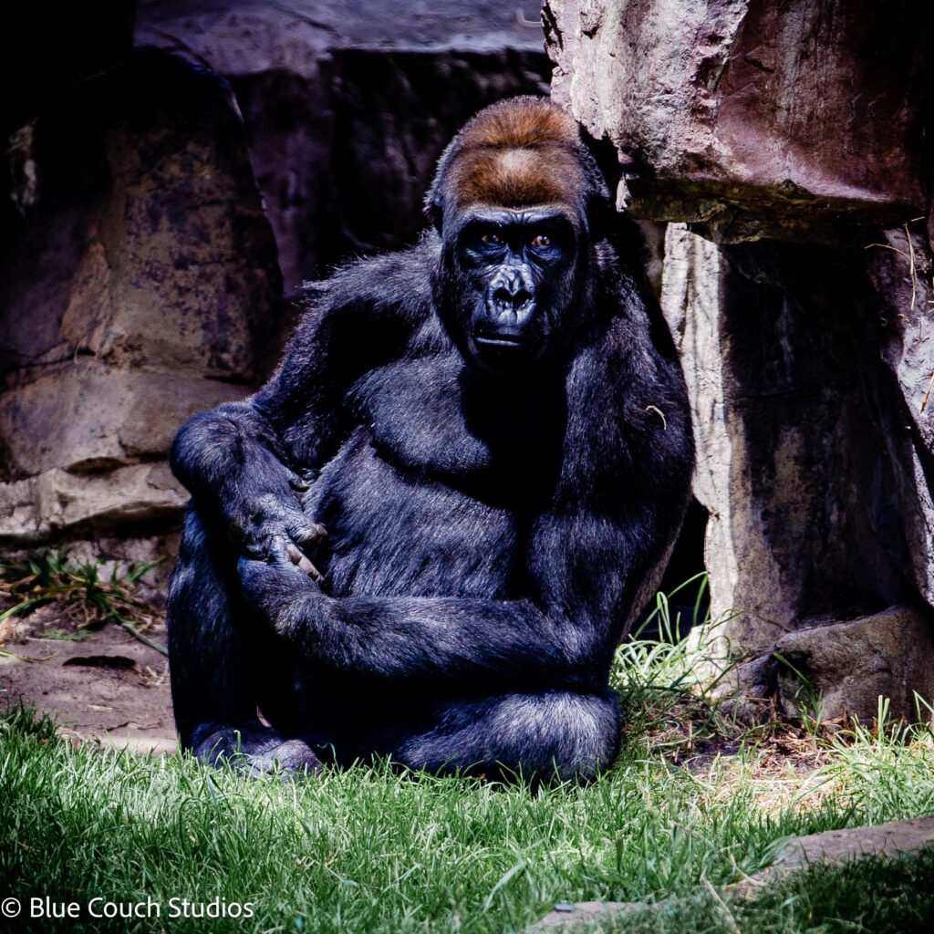 Gorilla - San Francisco Zoo (2021)