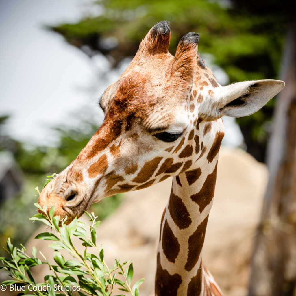 Giraffe - San Francisco Zoo (2021)
