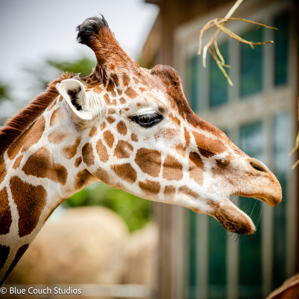Giraffe - San Francisco Zoo (2021)