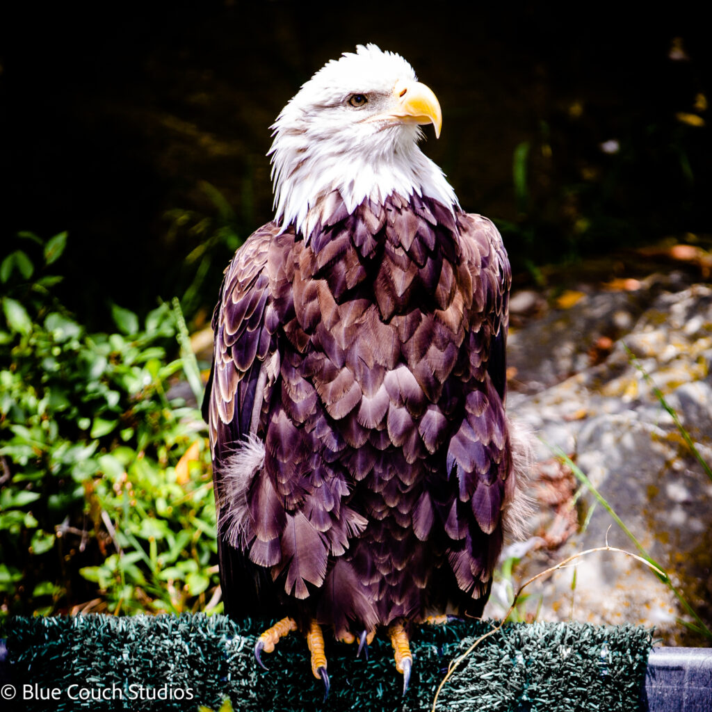 Bald Eagle - San Francisco Zoo (2021)