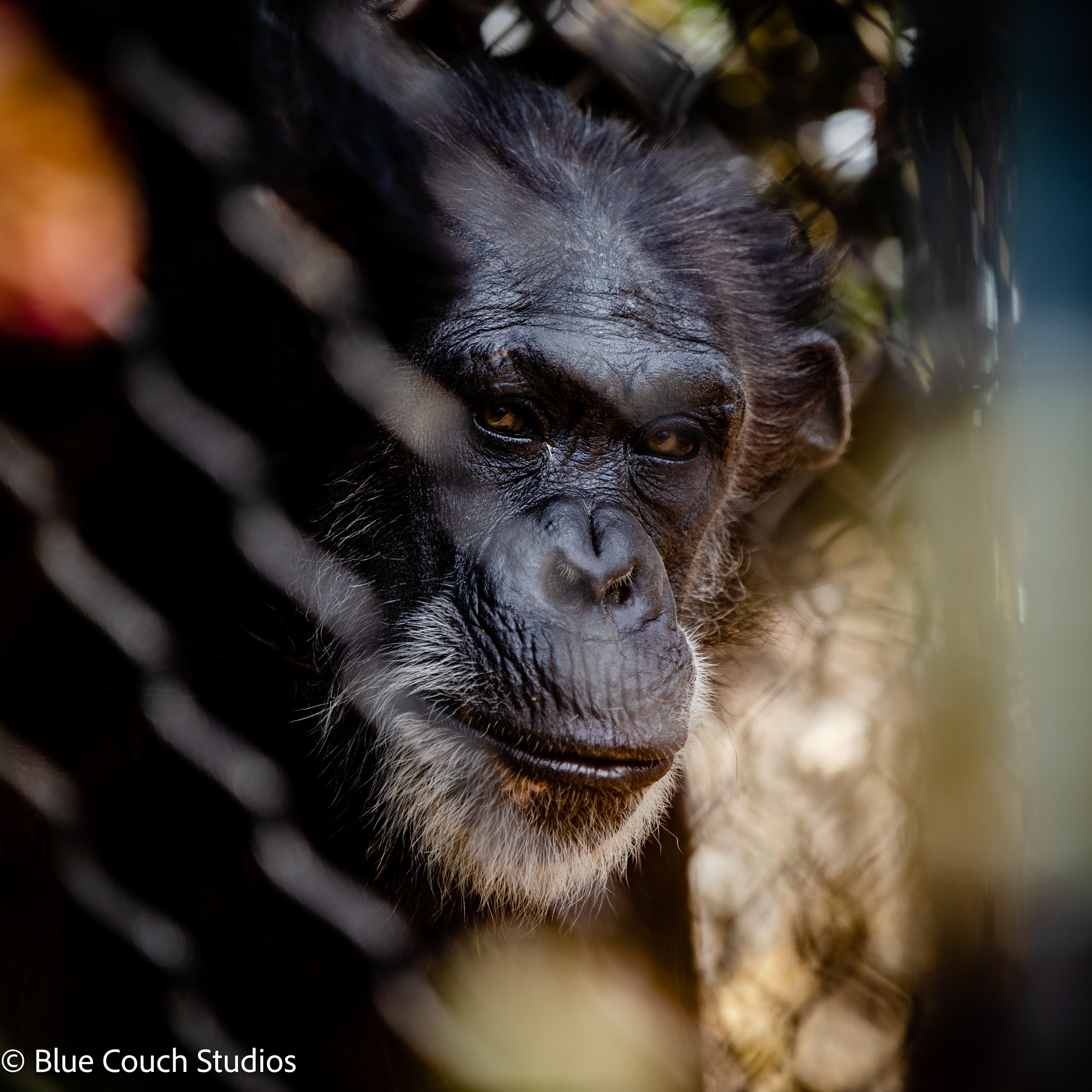 Behind the Lens: San Francisco Zoo