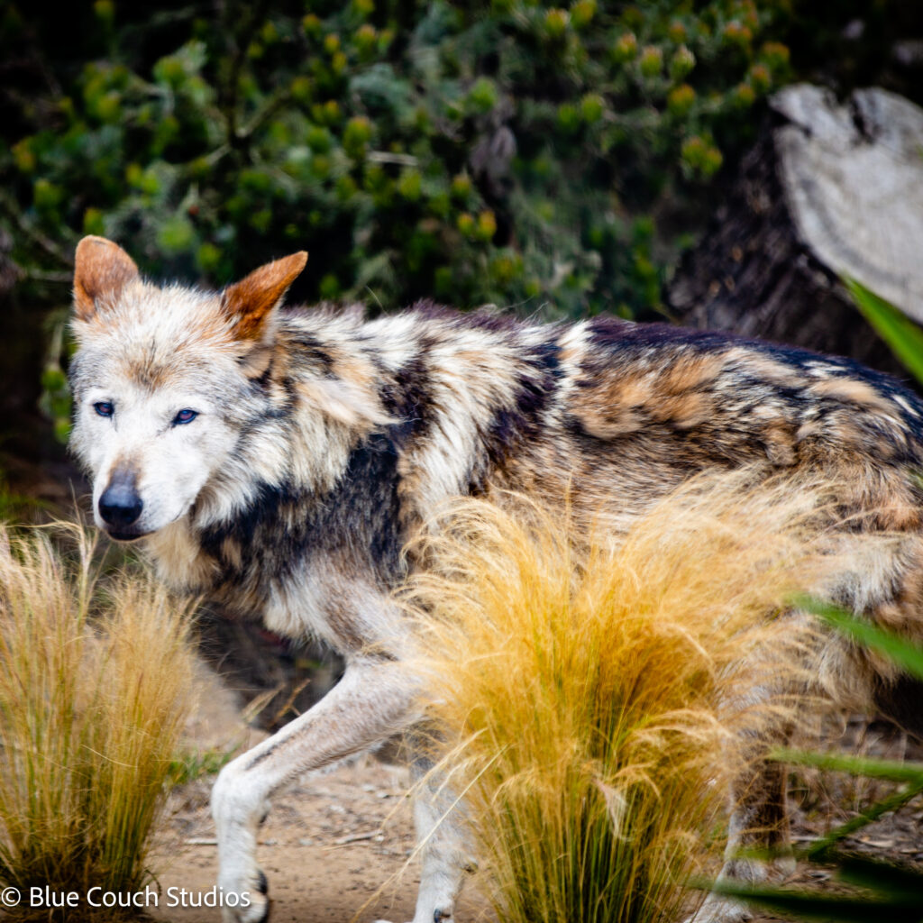 Mexican Gray Wolf - San Francisco Zoo (2021)