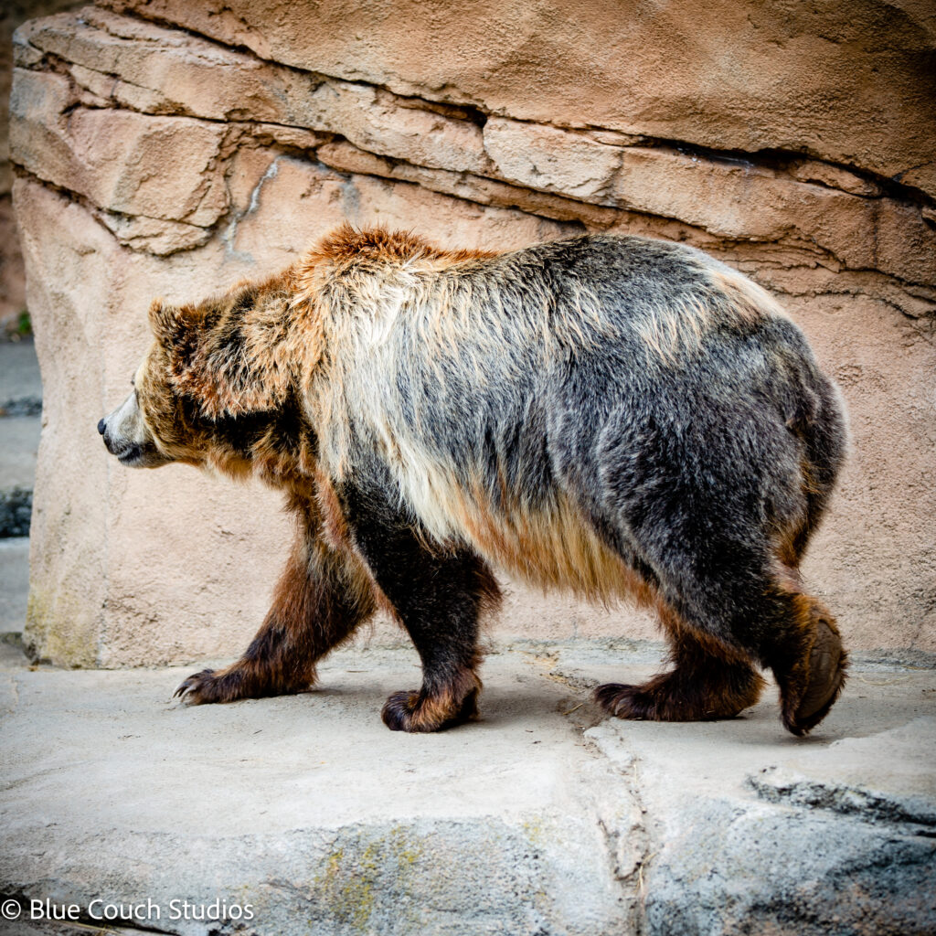 Grizzly Bear - San Francisco Zoo (2021)