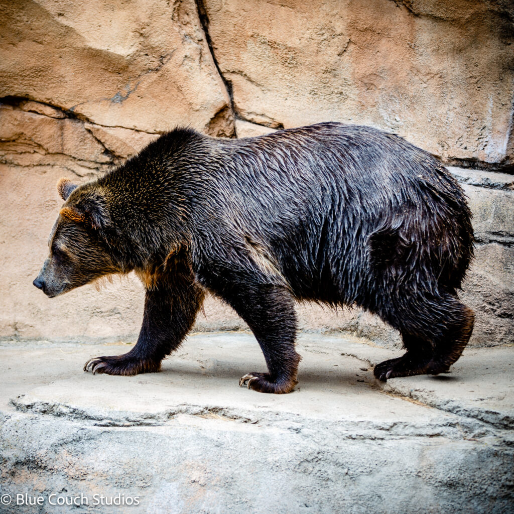 Grizzly Bear - San Francisco Zoo (2021)