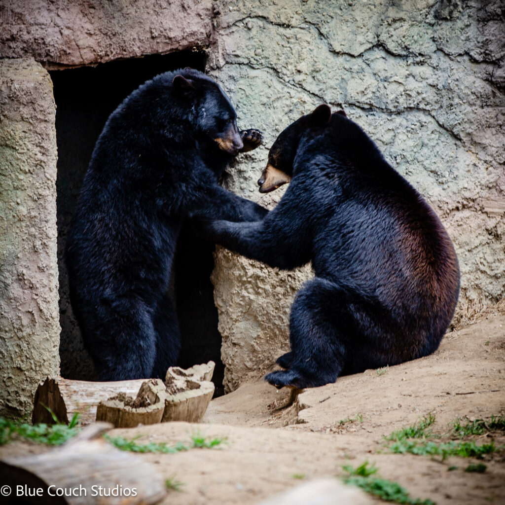 Bears - San Francisco Zoo (2021)