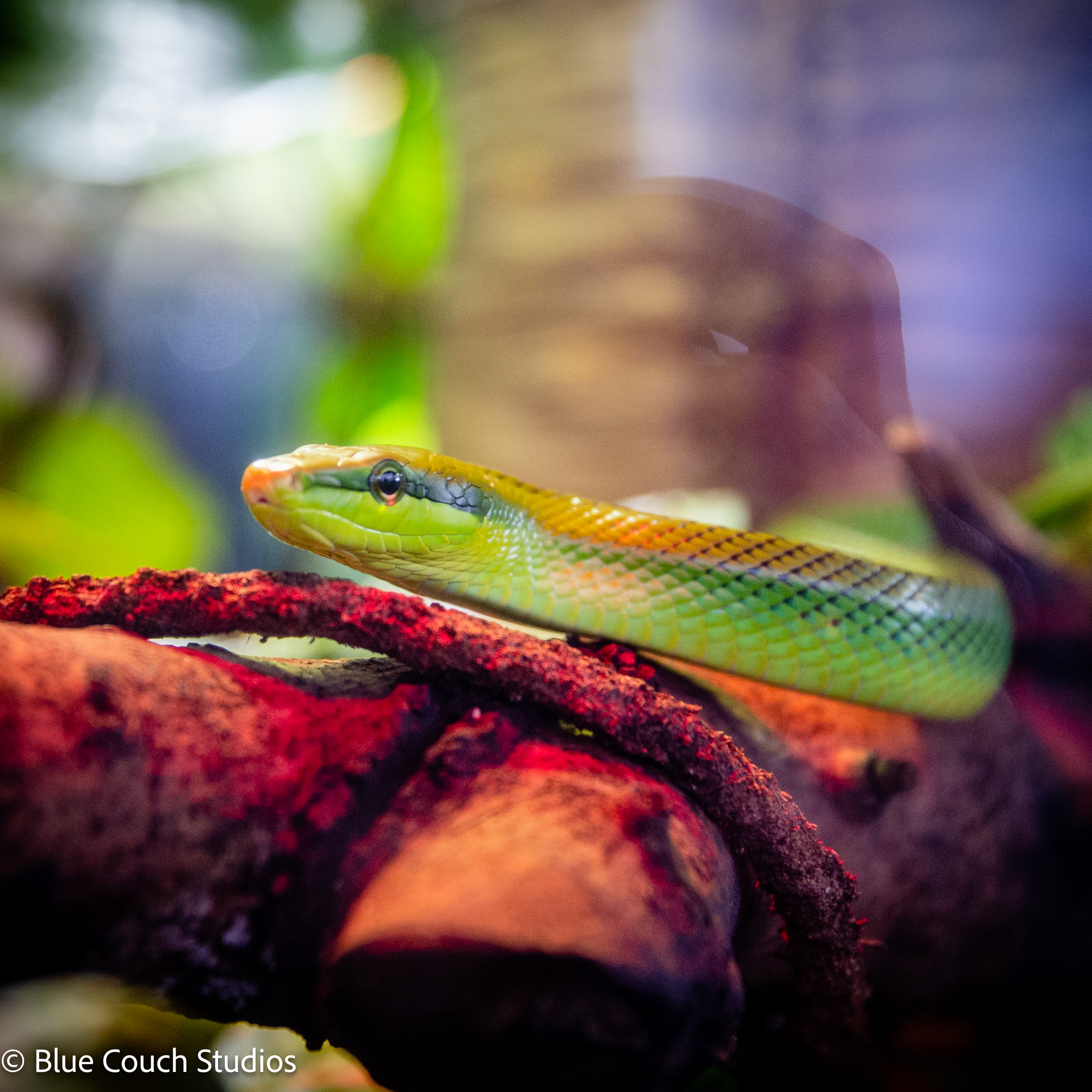 Focal Point: California Academy of Sciences