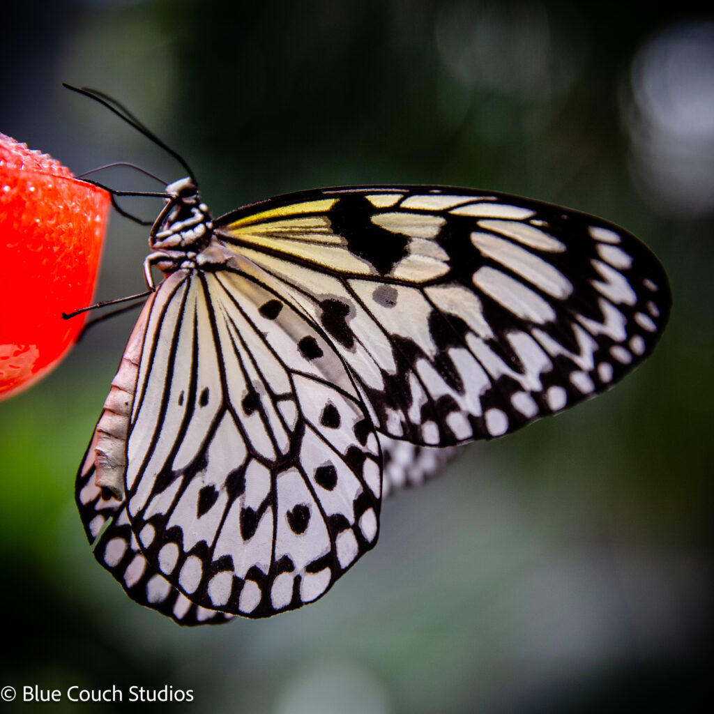 California Academy of Sciences (2021)