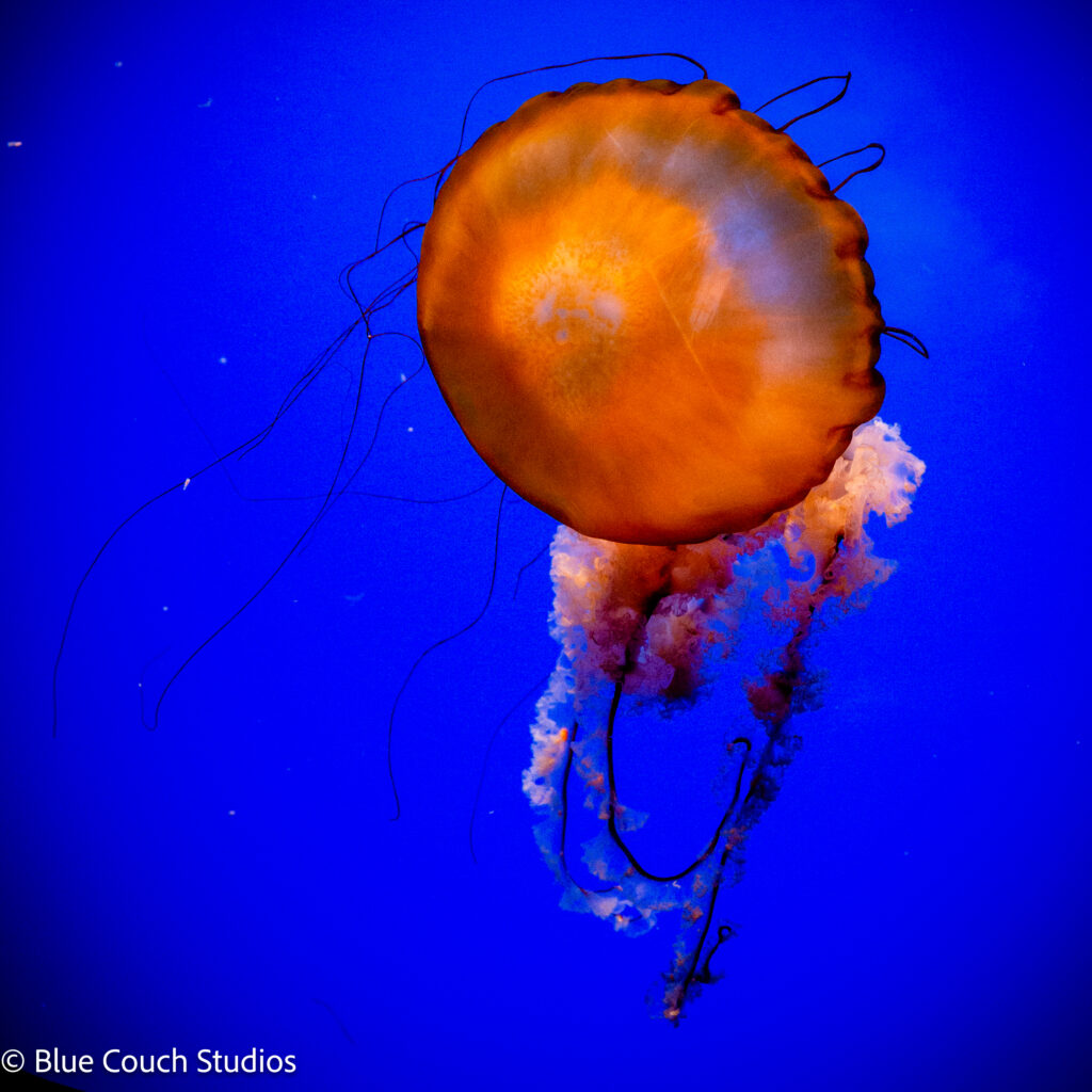 California Academy of Sciences (2021)