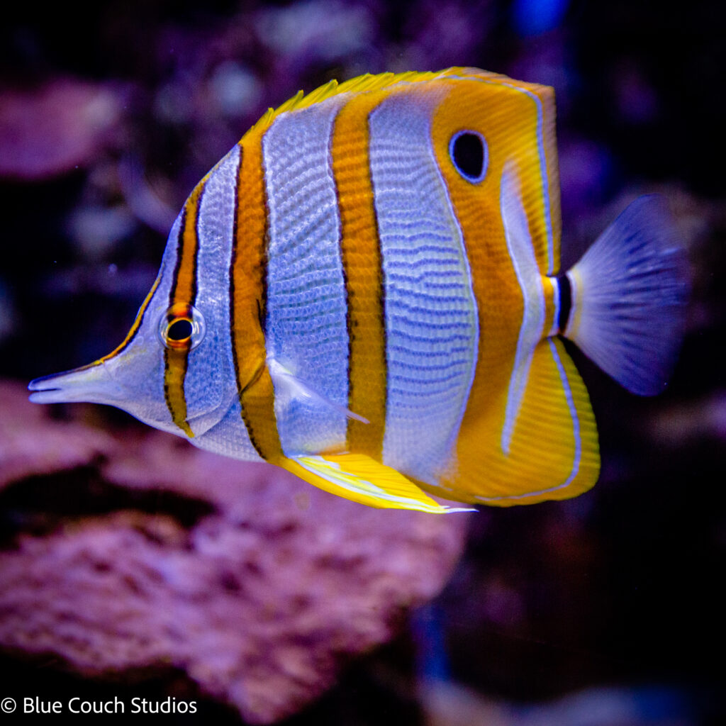 California Academy of Sciences (2021)