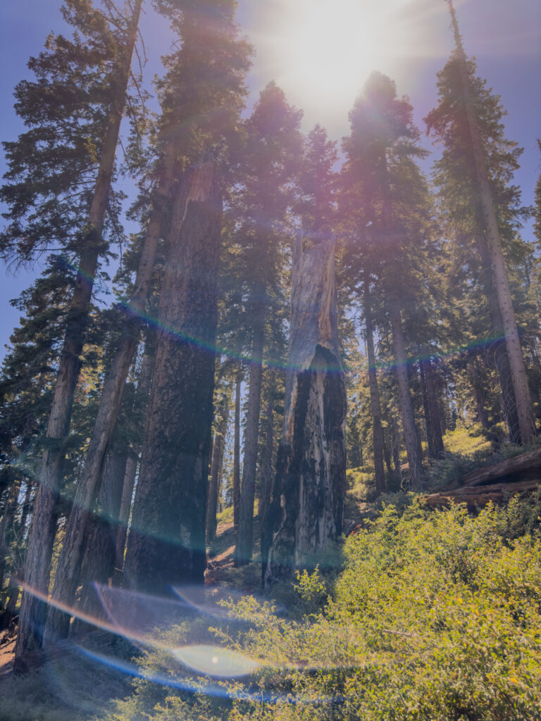Forest on Panorama Trail @ Yosemite National Park (2024)