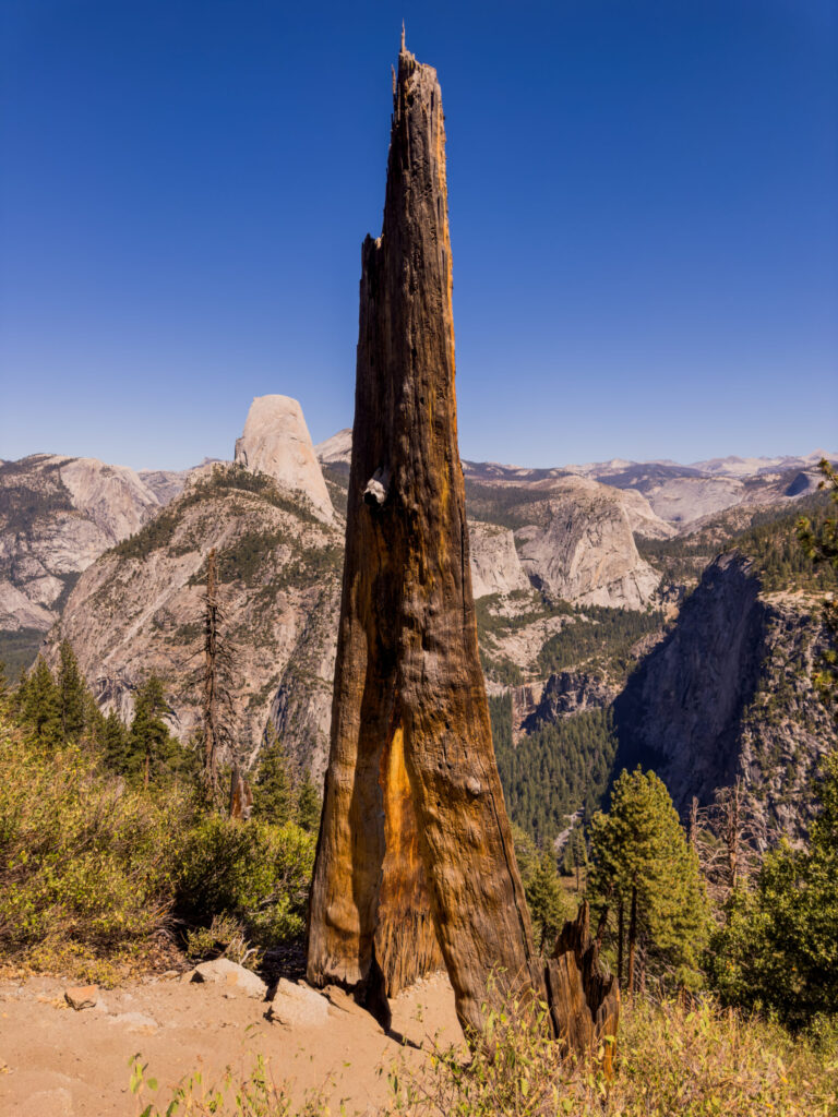 Half Dome and Old Tree @ Yosemite National Park (2024)