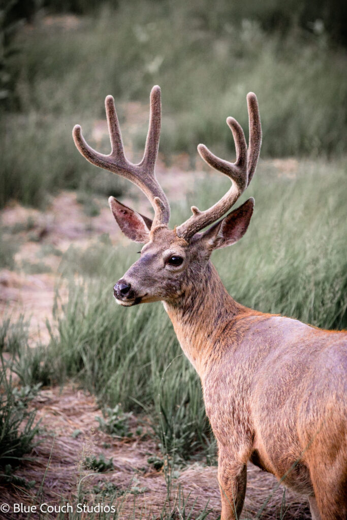 Deer in Yosemite Valley (2021)