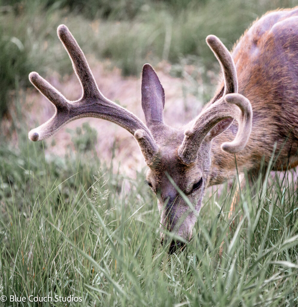 Deer in Yosemite Valley (2021)