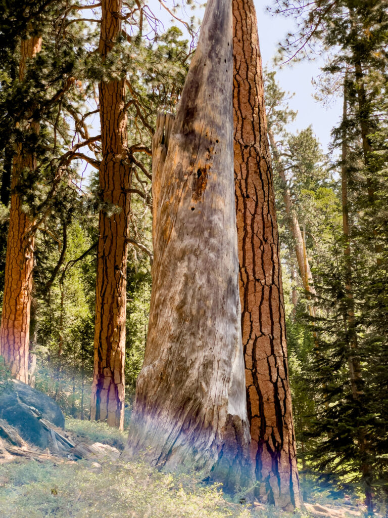Tree on Hike to Half Dome (2021)