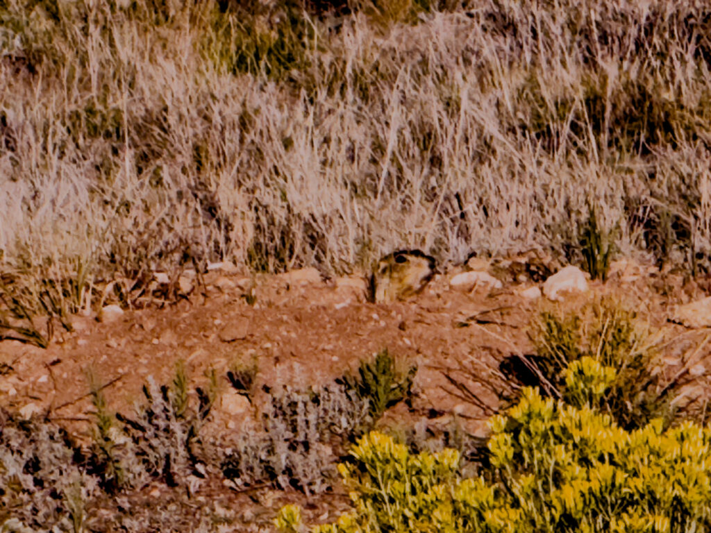 Groundhog near Eagle Nest Lake, New Mexico (2026)