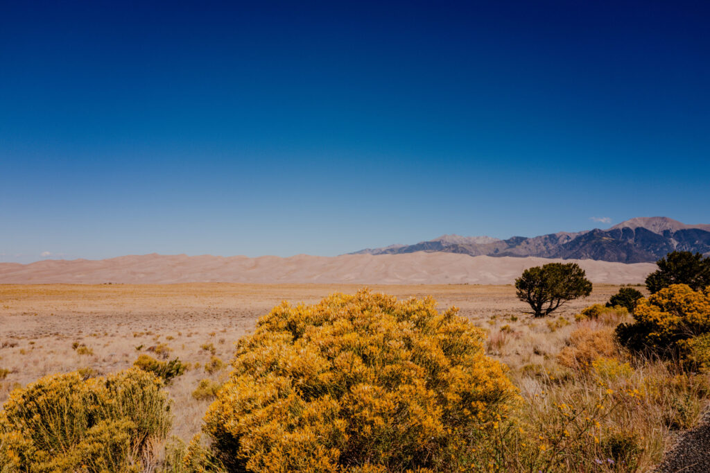 Yellow Rabbitbrush & Distant Dunefield — Great Sand Dunes National Park, Colorado (2026)
