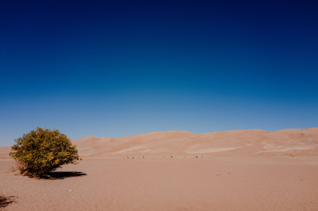 Great Sand Dunes Flat & Solitary Shrub — Great Sand Dunes National Park, Colorado (2026)