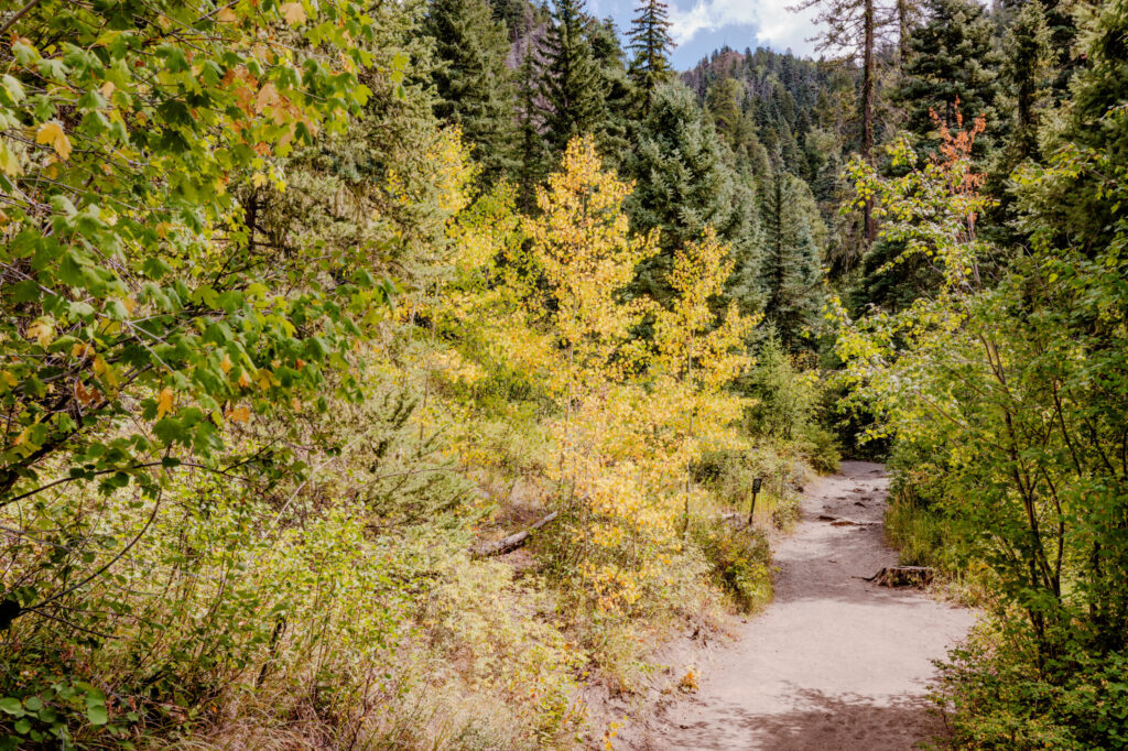 Golden Aspen Trail & Evergreen Canopy — Pagosa Springs, Colorado (2026)