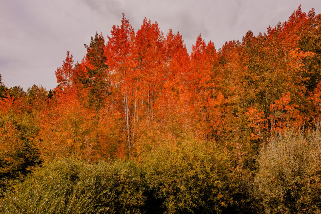 Color in Grand Lake Colorado (2026)